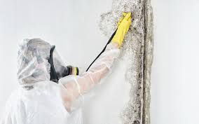 Mold Remediation for Vacation Homes in Sausalito, CA